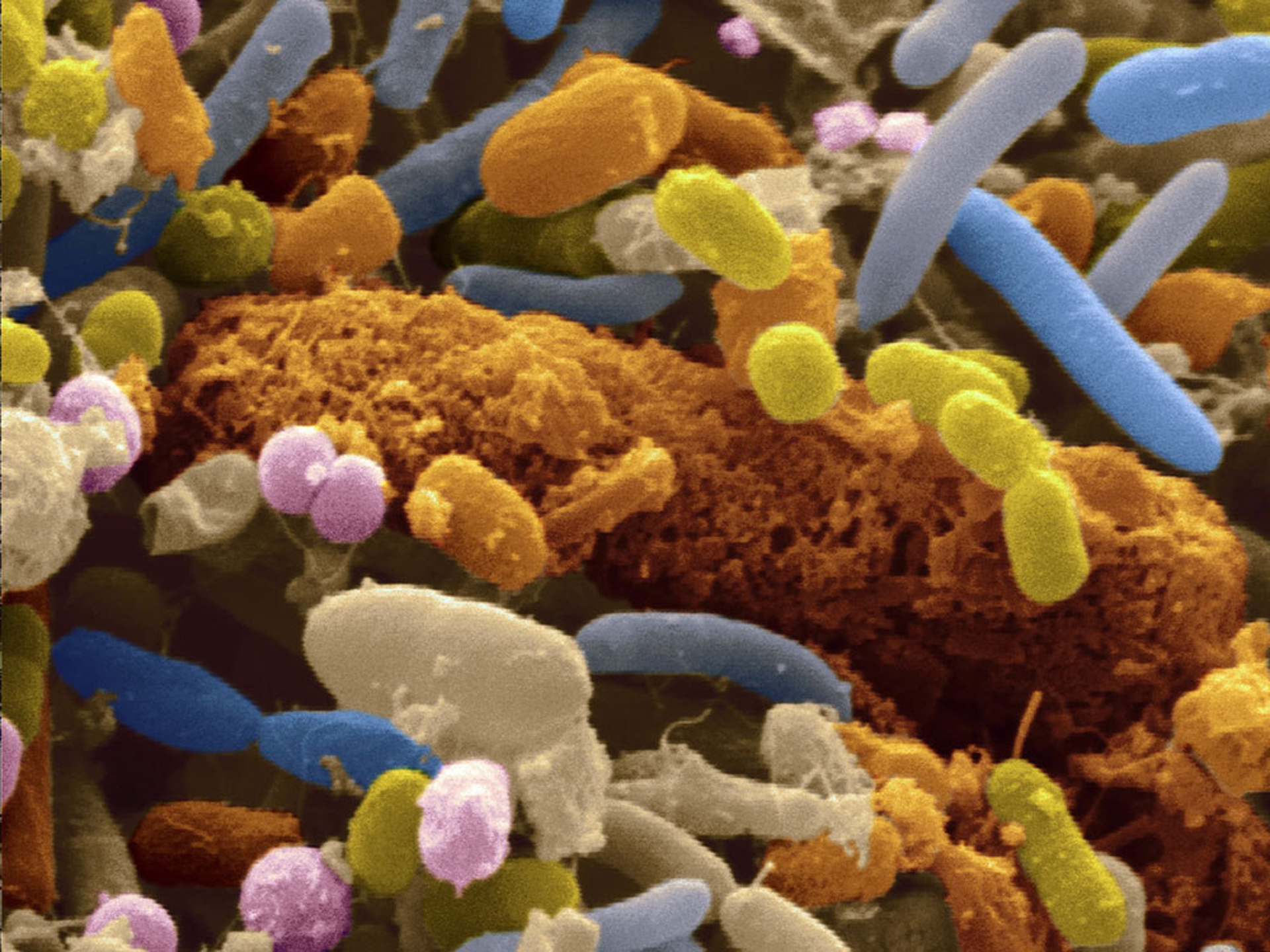 Микрофлора животного. Бактерии в рубце жвачных. Бактерии микробиота кишечника. Бактерии рубца жвачных животных.